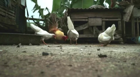 The chicken is eating in front of the cage Stock Footage 131484120
