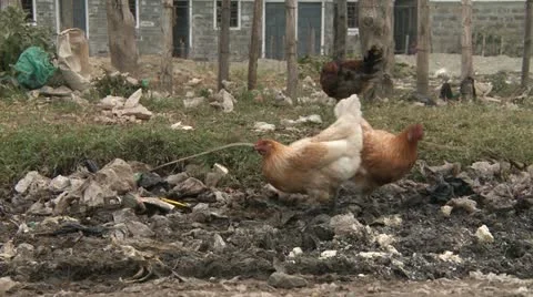 Chicken eating garbage Video stock 11482856