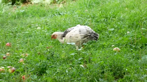 Chicken eating grains on free range farm with green grass, Chicken in Farm Stock Footage 246186643