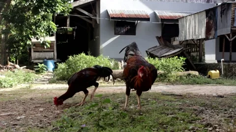 Chicken eating the rice Stock-Footage 204101314