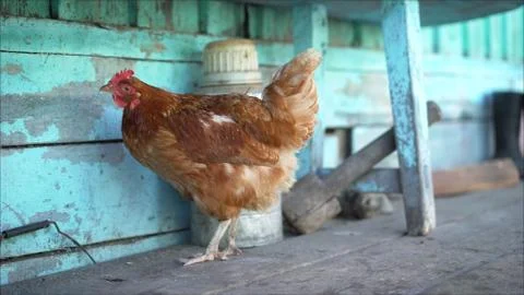 Chicken eats blue paint. Chicken pecks paint. Stock Photos