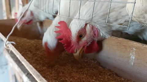 Chicken eats food from a trough Stock Footage 197092158