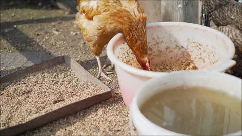 Chicken eats from the garbage can. Chicken eats Stock Photos
