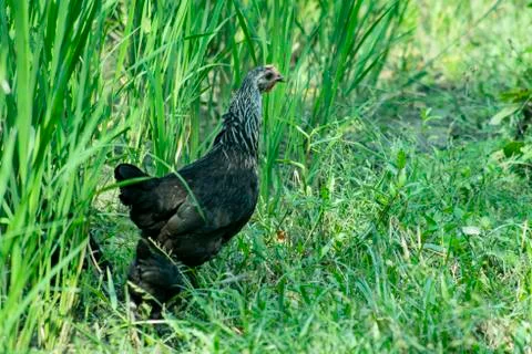 Chicken eats paddy to green paddy plant Stock Photos