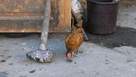 The chicken eats a potato shell on a concrete platform. Stock Footage 197333156