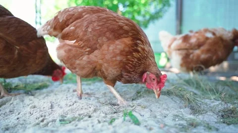 A chicken eats the sand necessary for digestion and grinding of food in the Stock Footage 285582187