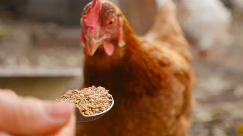 Chicken eats wheat from a kitchen spoon. Close-up Stock Footage 126154906
