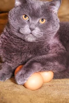 Chicken egg and cat Stock Photos