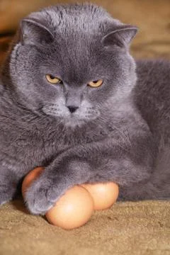 Chicken egg and cat Stock Photos