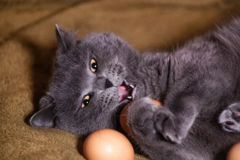 Chicken egg and cat Stock Photos