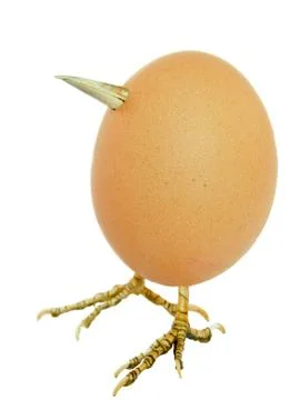 Chicken egg as bird Stock Photos