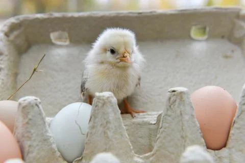 Chicken in egg box Stock Photos