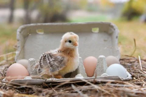 Chicken in egg box Fotos Stock