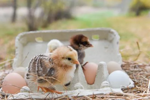 Chicken in egg box Stock Photos