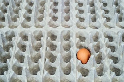 Chicken egg in a box Stock Photos