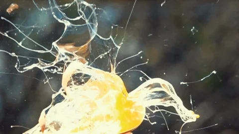 Chicken egg breaks from a bullet shot Stock Footage 120089706