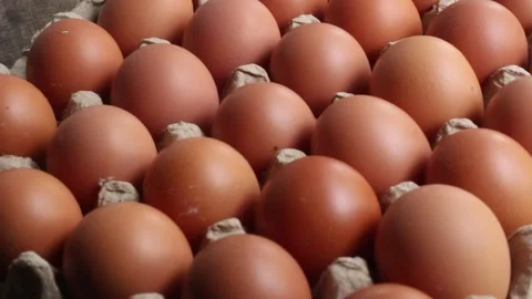Chicken egg on carton package Stock Footage 292740878
