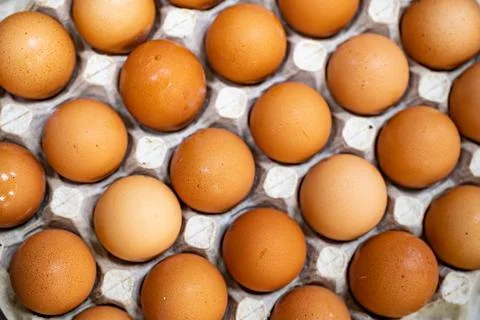 Chicken egg in a cell Stock-Fotos