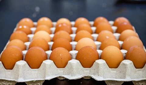 Chicken egg in a cell Foto stock