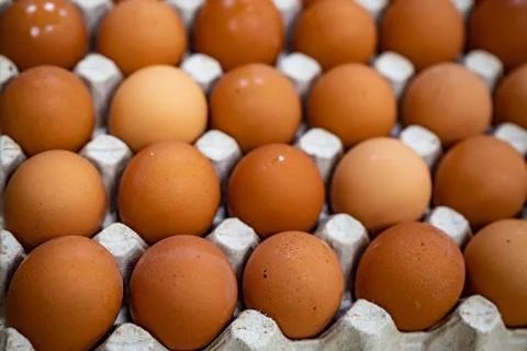 Chicken egg in a cell Photos