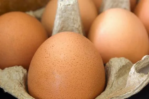Chicken egg close-up Photos