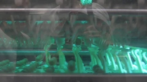 Chicken egg on the conveyor Stock Footage 93253070