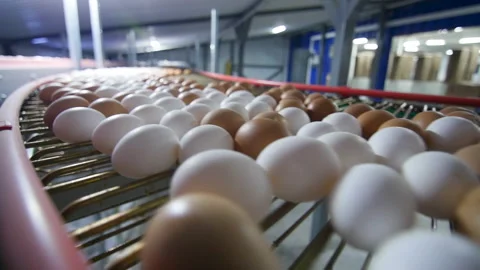 Chicken egg conveyor 스톡 동영상 159542052