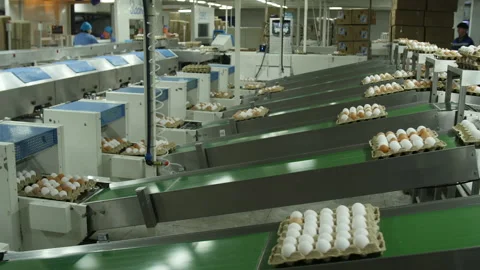 Chicken egg conveyor. Time lapse 스톡 동영상 159122019
