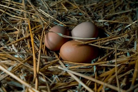 Chicken egg in the coop straw easter natural nature nest chicken coop farm Stock Photos