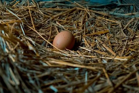 Chicken egg in the coop straw easter natural nature nest chicken coop farm Stock Photos