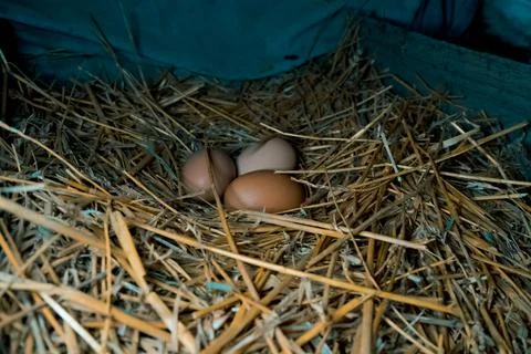 Chicken egg in the coop straw easter natural nature nest chicken coop farm Stock Photos