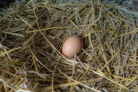 Chicken egg in the coop straw easter natural nature nest chicken coop farm Foto stock