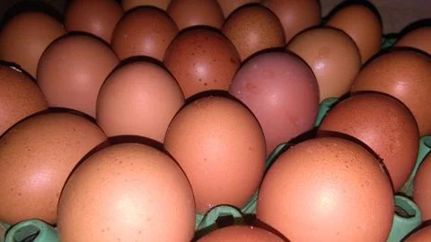 Chicken egg, Egg, Chicken Egg Stock Photos