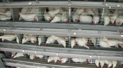 Chicken, egg factory. Smooth crane move. Stock Footage 48455967