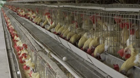 Chicken Egg Farm - Breeding Process in Pictures Stock Footage 324035610
