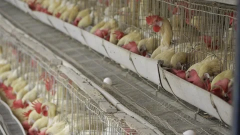 Chicken Egg Farm - A Glimpse into the Breeding Process Stock Footage 324034557