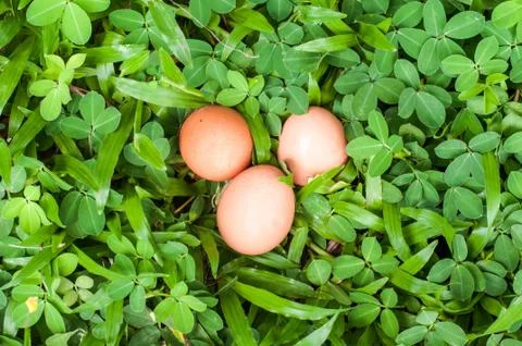 Chicken egg on grass background Stock Photos