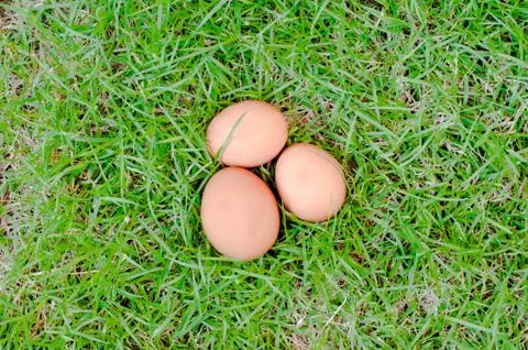 The chicken egg on grass background Stock Photos