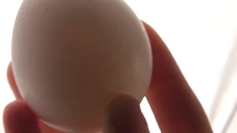 CHICKEN EGG IN HAND Stock Footage 155411646