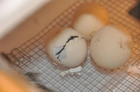 Chicken egg hatching Stock Photos
