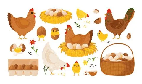 Chicken egg. Hen, chick on farm nest as tray, cute eat hatch for Easter. Funny Stock Illustration