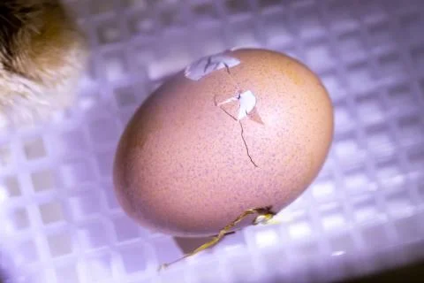 Chicken egg in incubator, with chick just starting to break the shell to be b Stock Photos