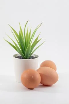 Chicken egg isolated on white background Foto stock