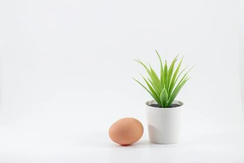Chicken egg isolated on white background Stock-Fotos
