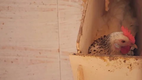 Chicken in egg laying box breeding Stock Footage 108555071