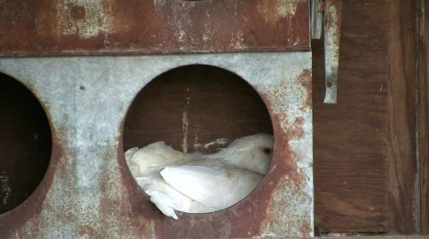 Chicken egg laying cubicles Video stock 143361