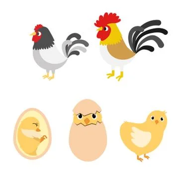 Chicken egg life cycle Stock Illustration