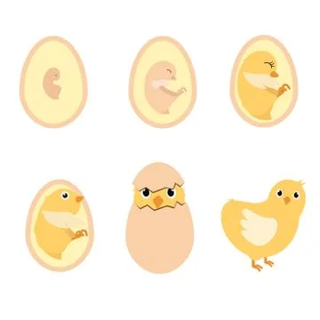 Chicken egg life cycle Illustrazione stock
