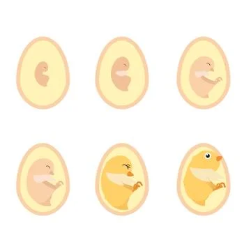 Chicken egg life cycle Stock Illustration