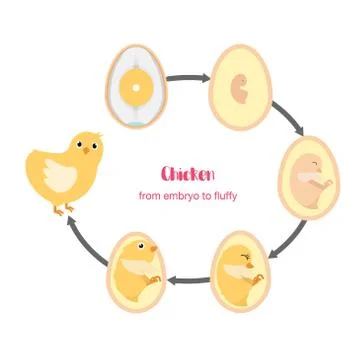 Chicken egg life cycle Stock Illustration